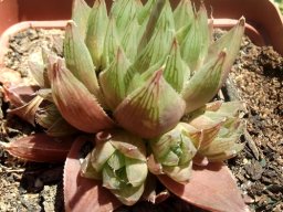 Haworthia cooperi var. leightonii 